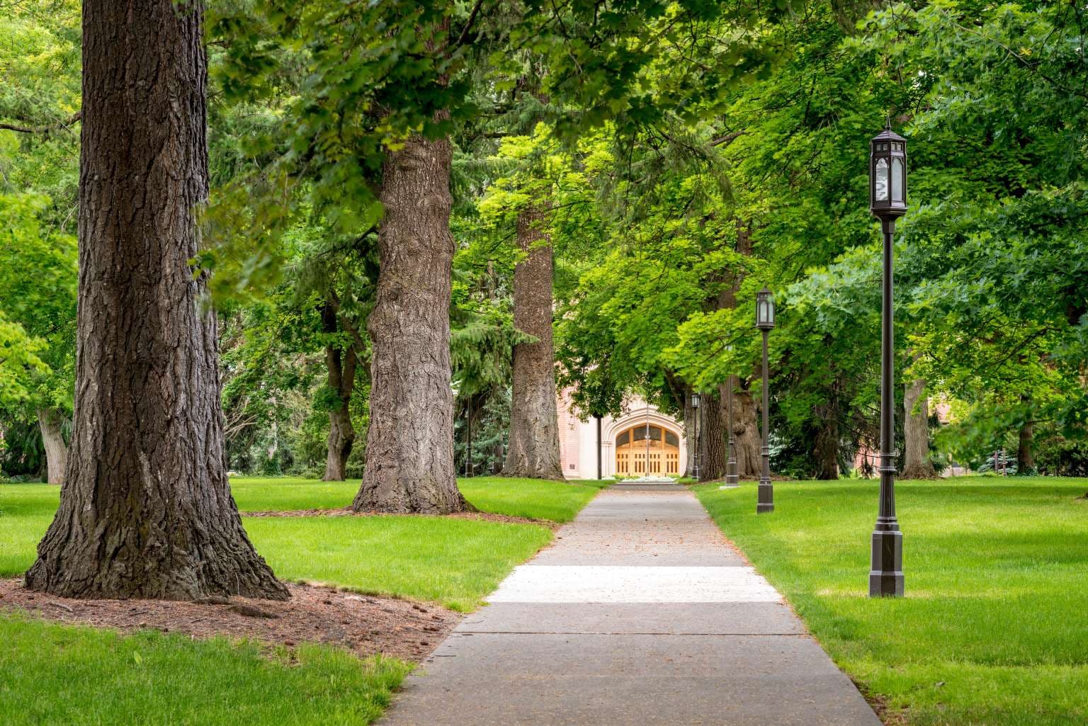 walkway with trees